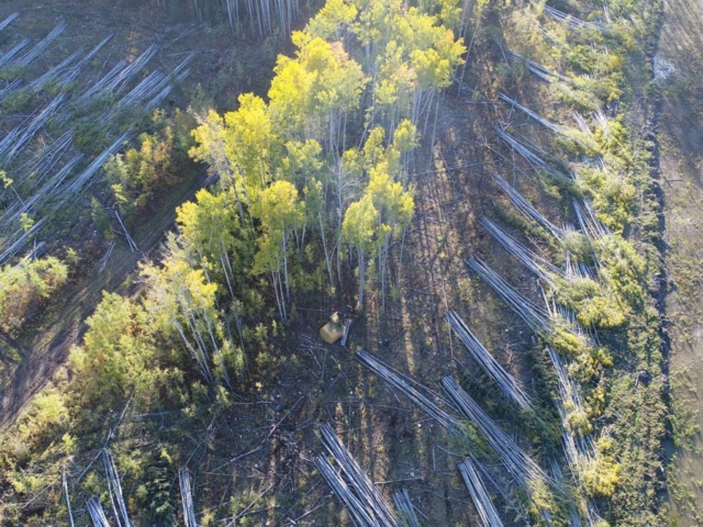 logging