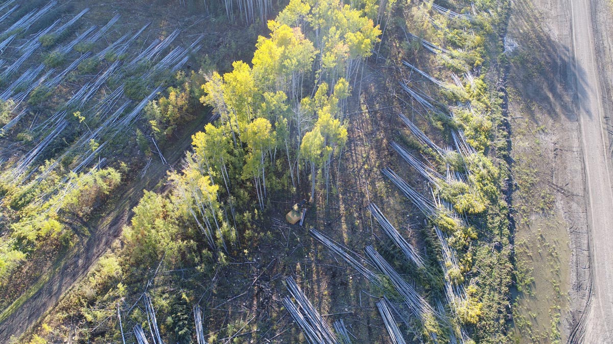 Forest Trotter - La Crete, Alberta - Summer Logging Project